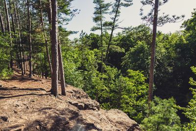 Sandrock Cliffs - St. Croix River, Wisconsin (35091376145)