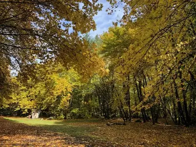 Fall in East Fork Campground