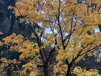 Big Leaf Maple in Fall Color