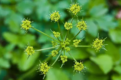 Tauschia hartwegii