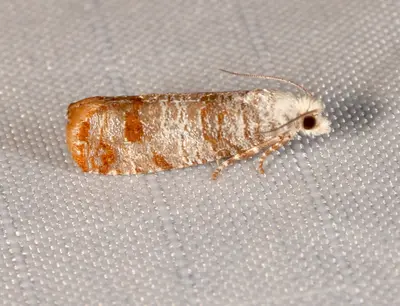 Retinia taedana