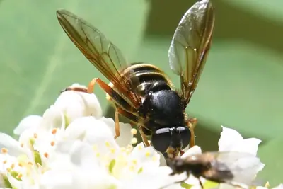 Hadromyia aldrichi 148989629