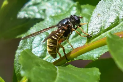 Hadromyia aldrichi 148989564