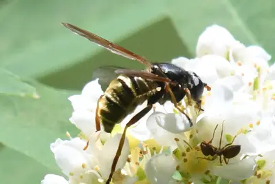Hadromyia aldrichi 148989601