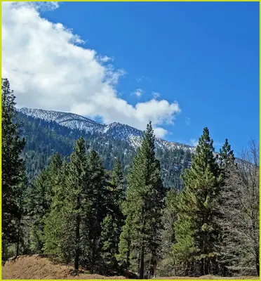 Forest, Barton Flats 4-5-14b (13738650303)