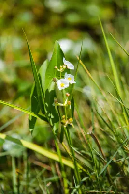 Sagittaria australis 25621657
