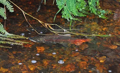 Kokanee Salmon in Laughing Jacobs Creek