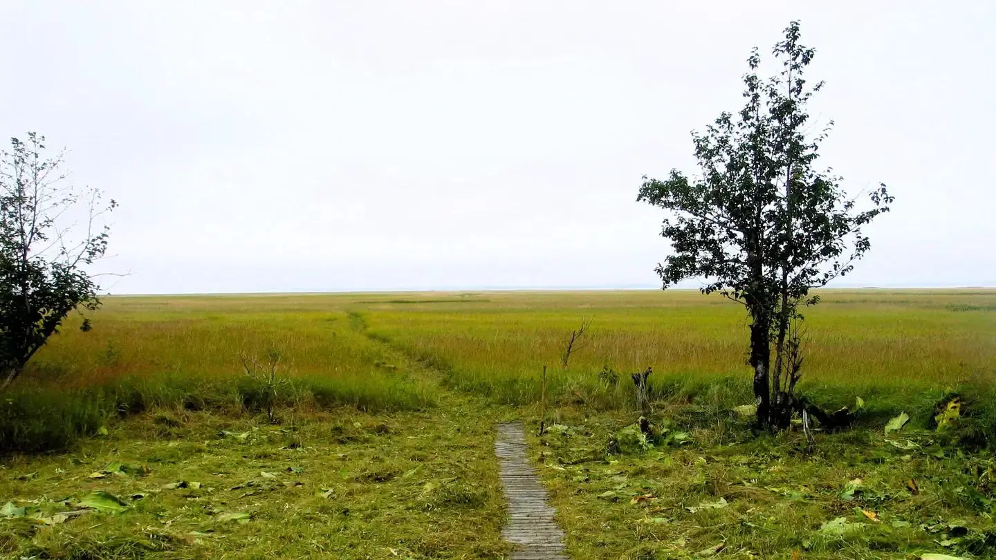 View of Stikine River grassflats showing wood trail and a tree