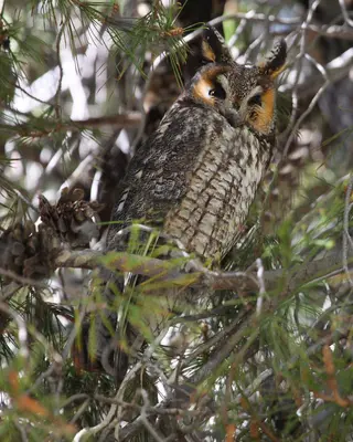 Asio otus tuftsi California