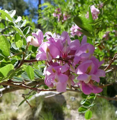 Pink Locust (Robinia neomexicana) - Flickr - gailhampshire