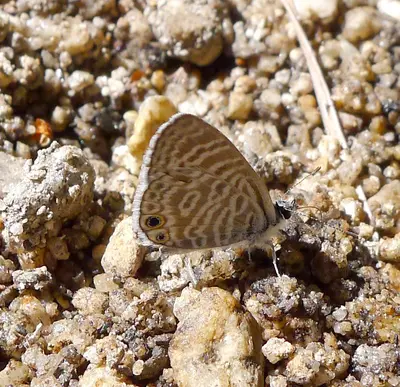 Marine Blue. Leptotes marina - Flickr - gailhampshire