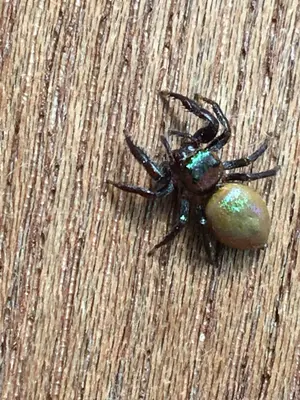Messua limbata 5203187