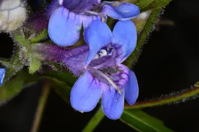 Penstemon diphyllus - Darrin Gobble 02