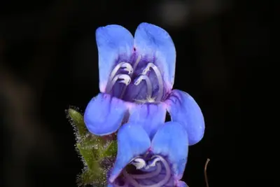 Penstemon diphyllus - Darrin Gobble 05