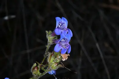 Penstemon diphyllus - Darrin Gobble 04