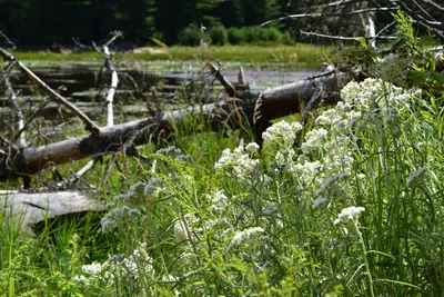 White Flowers