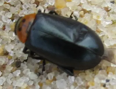 Disonycha triangularis