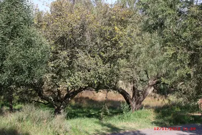 Tejocote - panoramio