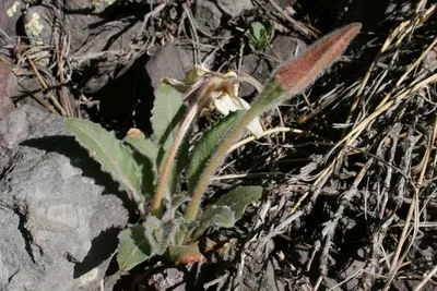 Oenothera caespitosa subsp. caespitosa - Flickr - aspidoscelis (3)