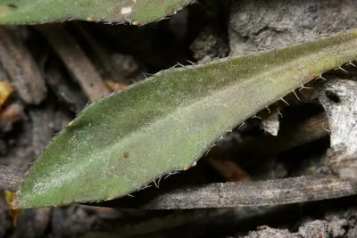 Boechera fendleri × stricta - Flickr - aspidoscelis (7)