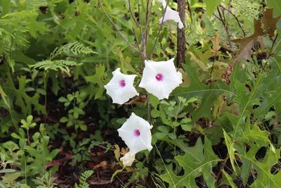 Suwannee River State Park Sandhill Trail flora 1