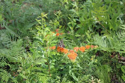 Suwannee River State Park Sandhill Trail butterfly and flora
