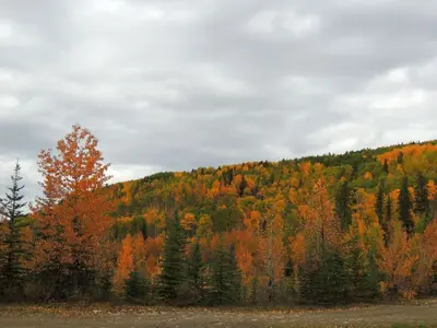 Alberta Autumn (29766242356)