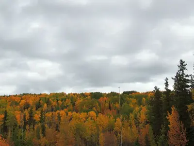 Alberta Autumn (29766242166)
