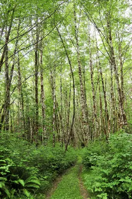 Old logging road through the Hoh Rainforest (21009157304)