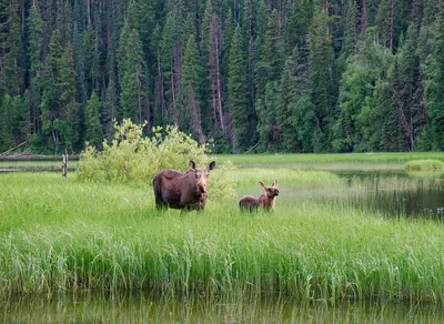 Moose in Bowron Lake Provincial Park, BC (DSCF3986)