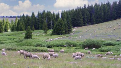 Owen Creek Campground