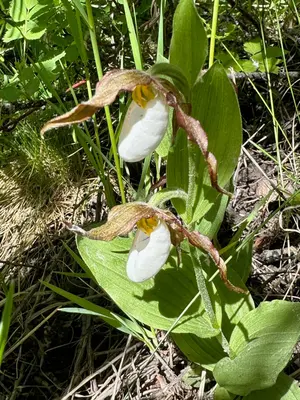 Mountain Lady's Slipper, Helena-Lewis and Clark National Forest (52960641134)