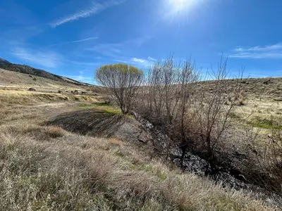 Spring is Near (55185847956)
