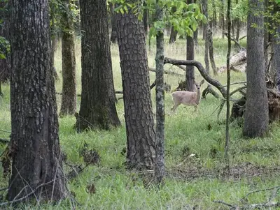 Tompkins Bend Campground