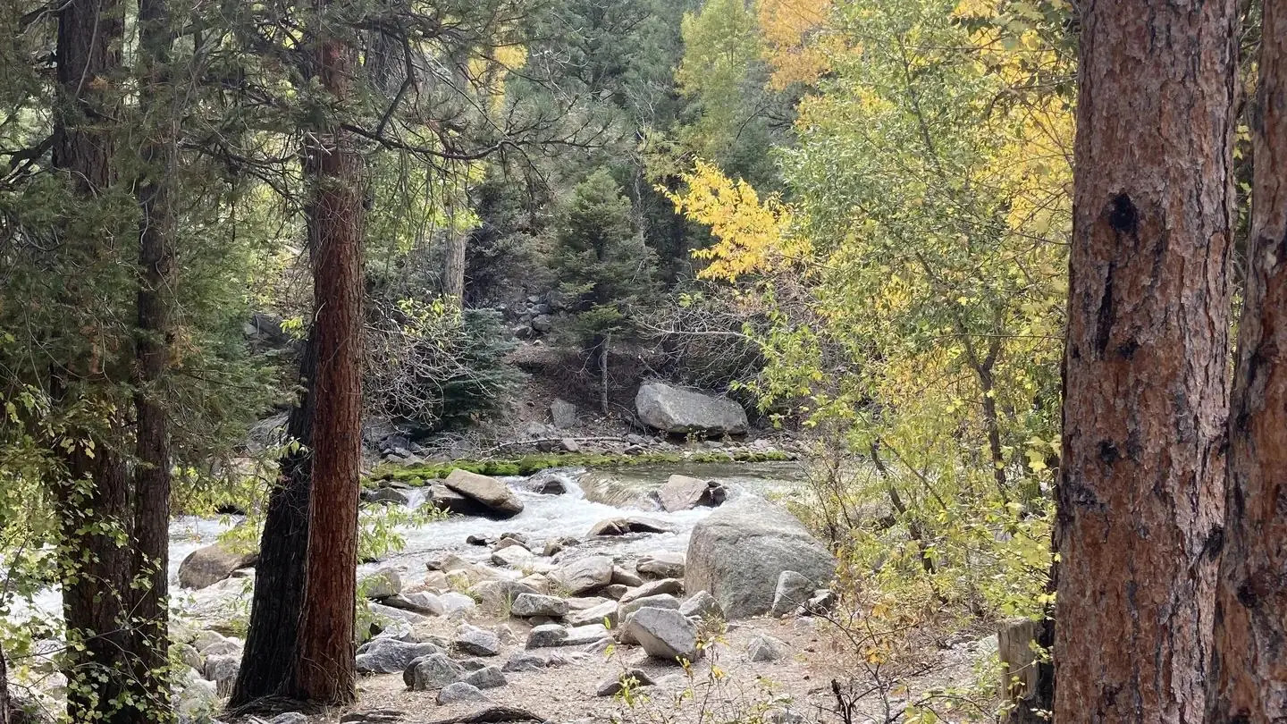 Creek flowing through forest