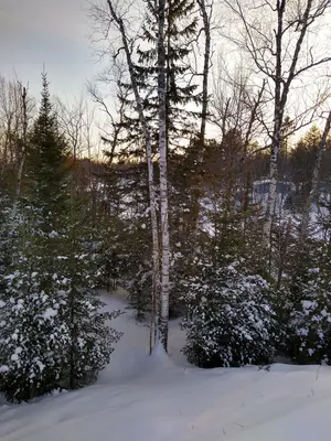 Lone birch