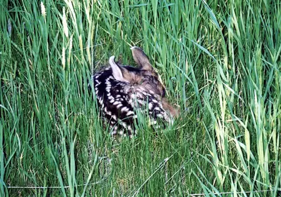 Hiding fawn - panoramio