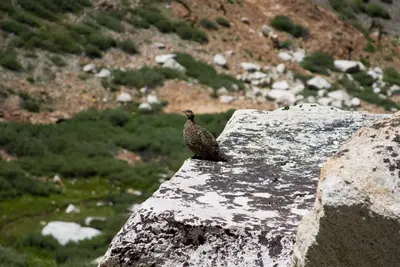 Grouse (140442743)