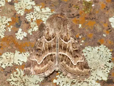 Schinia angulilinea