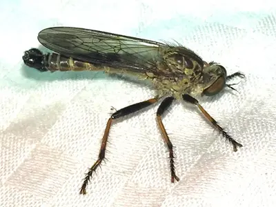 Neomochtherus latipennis