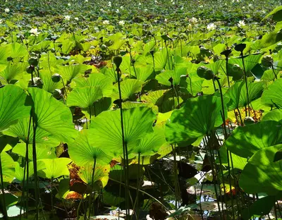 White River lilies - panoramio