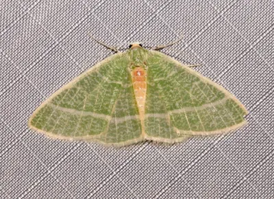 Nemoria arizonaria 113154208