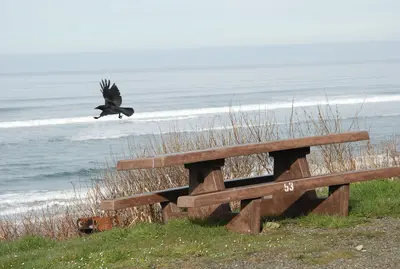 Crow flying south beach picnic table coast birds wildlife c bubar march 05 2015 (17128027468)