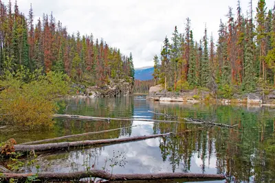 Cove at Horseshoe Lake -- Jasper National Park Alberta (CA) September 2019 (50091200541)