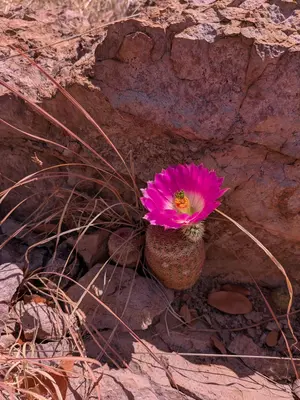 Echinocereus rigidissimus rigidissimus 14
