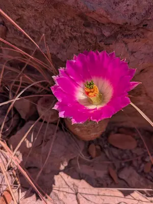 Echinocereus rigidissimus rigidissimus 15
