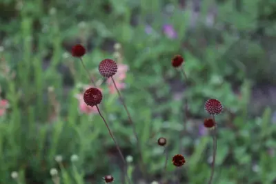 Gaillardia suavis 66431465