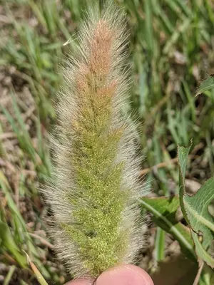 Polypogon monspeliensis flower (42)