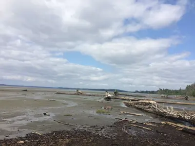 Beach at Port Clemens, Haida Gwaii (27195926081)