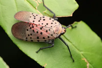 Lycorma delicatula 590542841